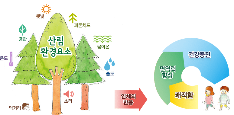 산림치유 효과