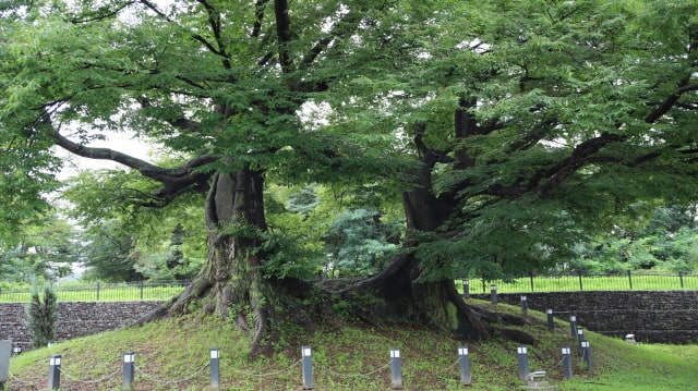 국가 산림문화자산